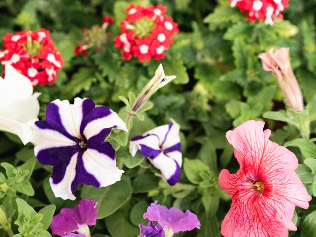 Fiori per Pasqua